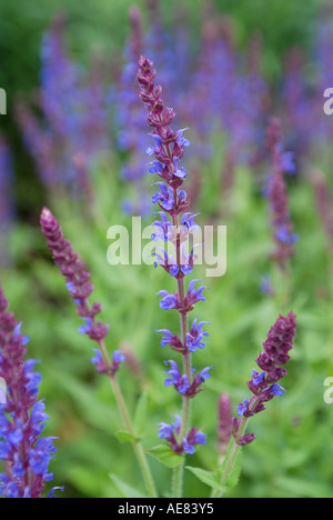 Salvia sage `Jurisicii` Stock Photo